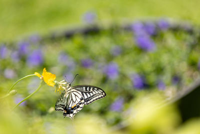 Close-up of butterfly pollinating on flower