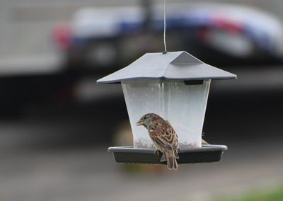 Close-up of bird perching on feeder