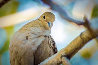 Close-up of bird perching on branch