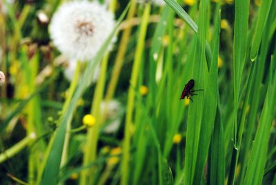Close-up of insect on flower