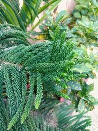 Close-up of fern leaves on tree