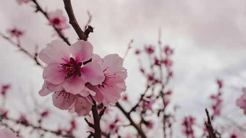 Close-up of pink cherry blossom