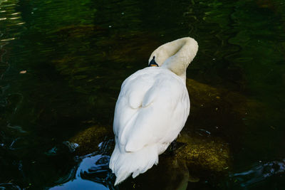Close-up of swan in lake