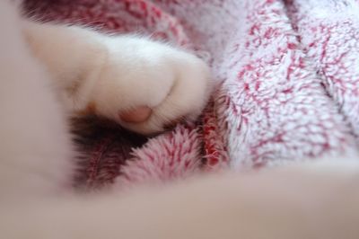 Close-up of cat sleeping