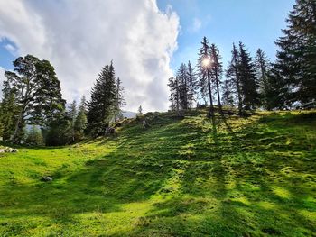 Plants growing on field against sky