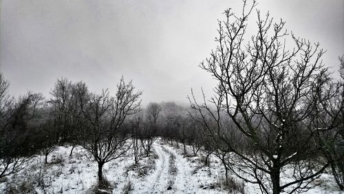 Bare trees on snow covered landscape