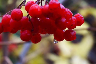 Close-up of wet red berries on tree