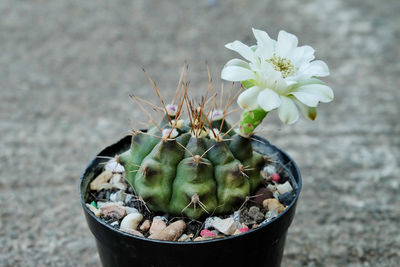 Gymnocalycium