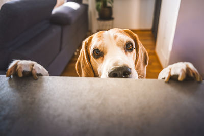 pet