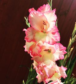 Close-up of insect on pink flower