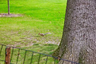 Bird on tree trunk