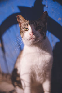 Close-up of cat looking at camera