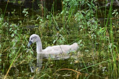 Swan swimming in lake