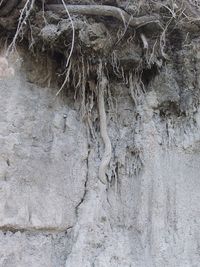 Close-up of tree trunk