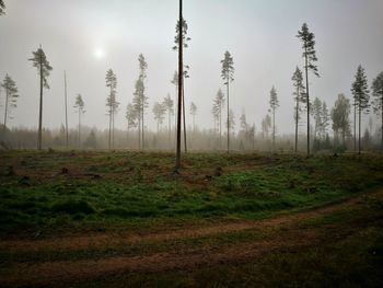 Trees on landscape against the sky