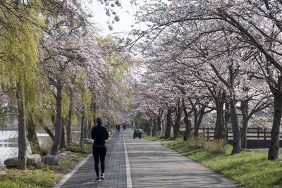 Rear view of woman walking on road amidst cherry trees