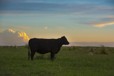 Horse grazing on field against sky during sunset