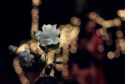 Close-up of flowers against black background