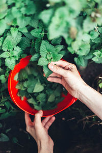 Woman harvesting mint in the garden