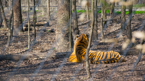 Tiger by trees