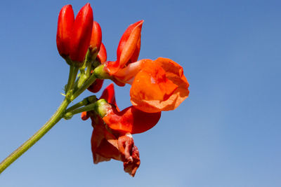 Red flowers of a runner bean plant against a blue sky background