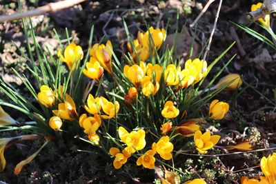 High angle view of yellow crocus flowers on field