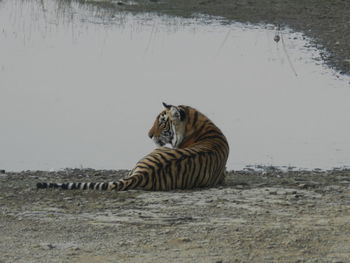 View of a cat on a field