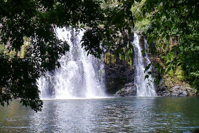 River flowing through forest
