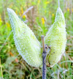 Close-up of insect on leaf
