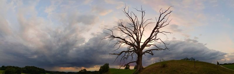 Low angle view of bare tree against sky during sunset