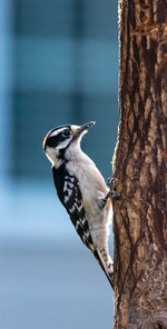 Close-up of downy woodpecker perching on a tree