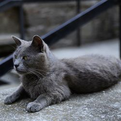 Close-up of cat looking away