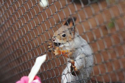 High angle view of squirrel on fence 