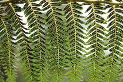 Close-up of pine tree