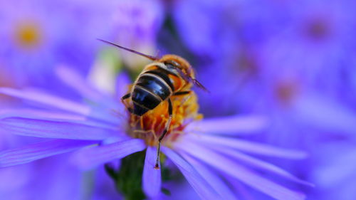 Close-up of insect on purple flower