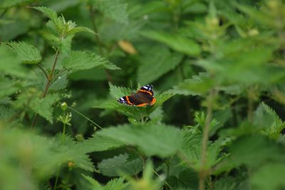 Close-up of ladybug on plant