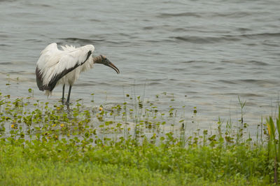 View of heron on lake