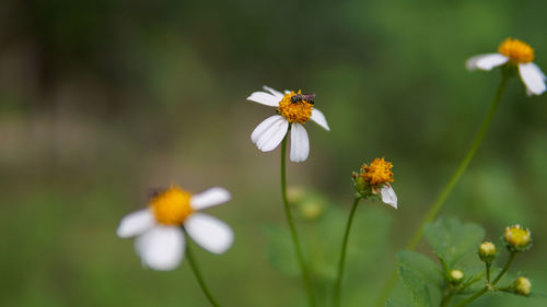 Honey bees pollinating on flower in the garden.