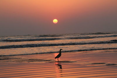 Silhouette bird on beach against sky during sunset