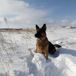 Dog on snow covered land