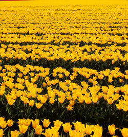 Scenic view of sunflower field