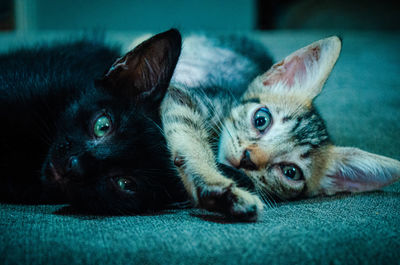 Close-up portrait of a cat relaxing at home