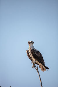 Low angle view of eagle perching on a clear sky