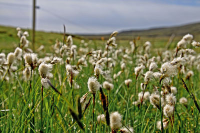 Close-up of sheep on field against sky