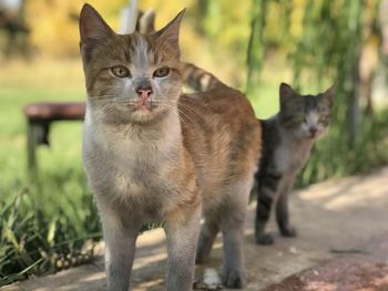 Portrait of two cats