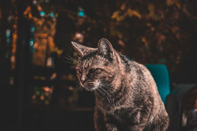 Close-up of a cat looking away