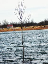 Bare trees by calm lake