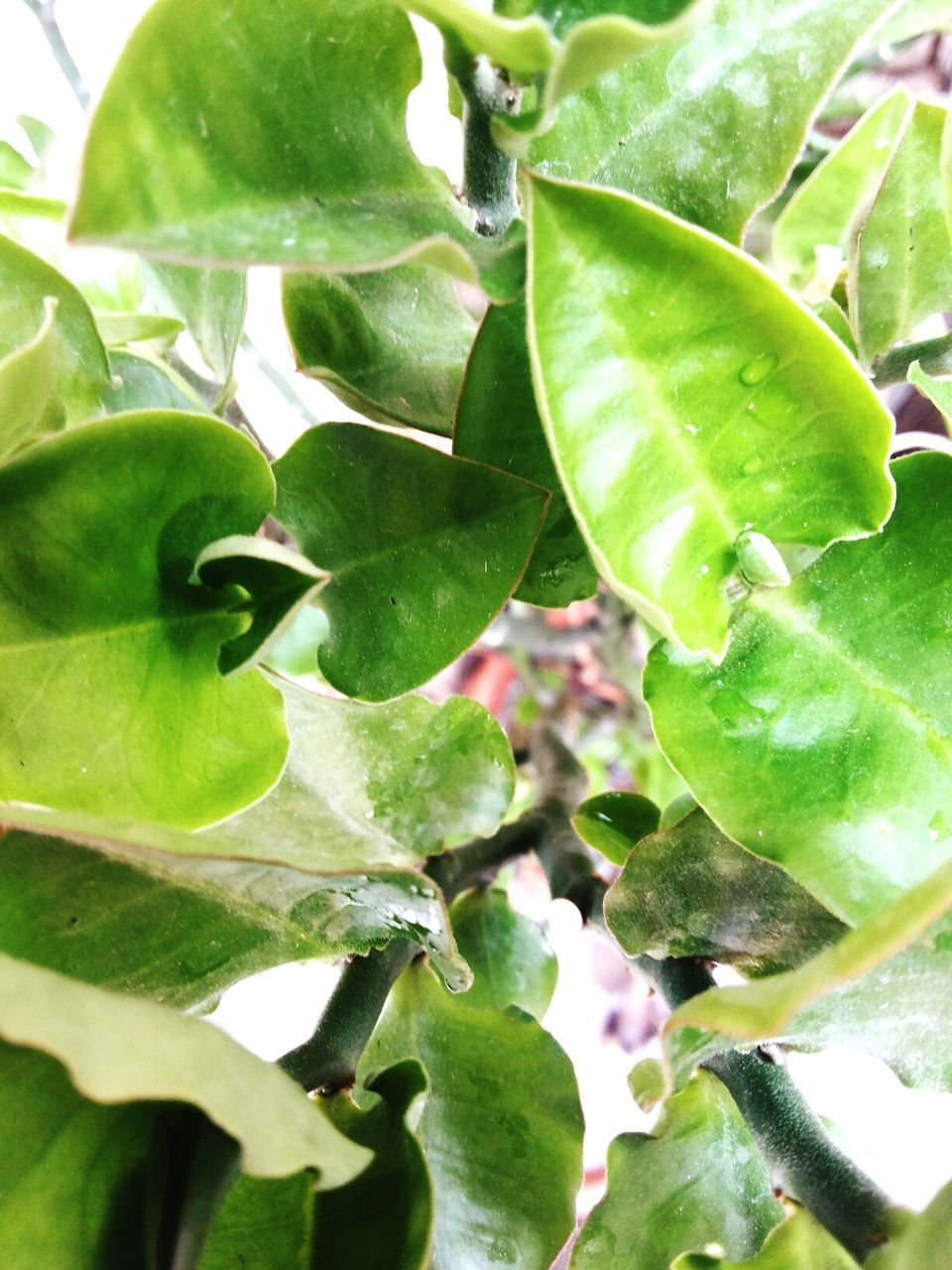 leaf, green color, growth, plant, close-up, nature, leaves, leaf vein, freshness, green, beauty in nature, day, focus on foreground, no people, outdoors, natural pattern, tranquility, growing, sunlight, full frame