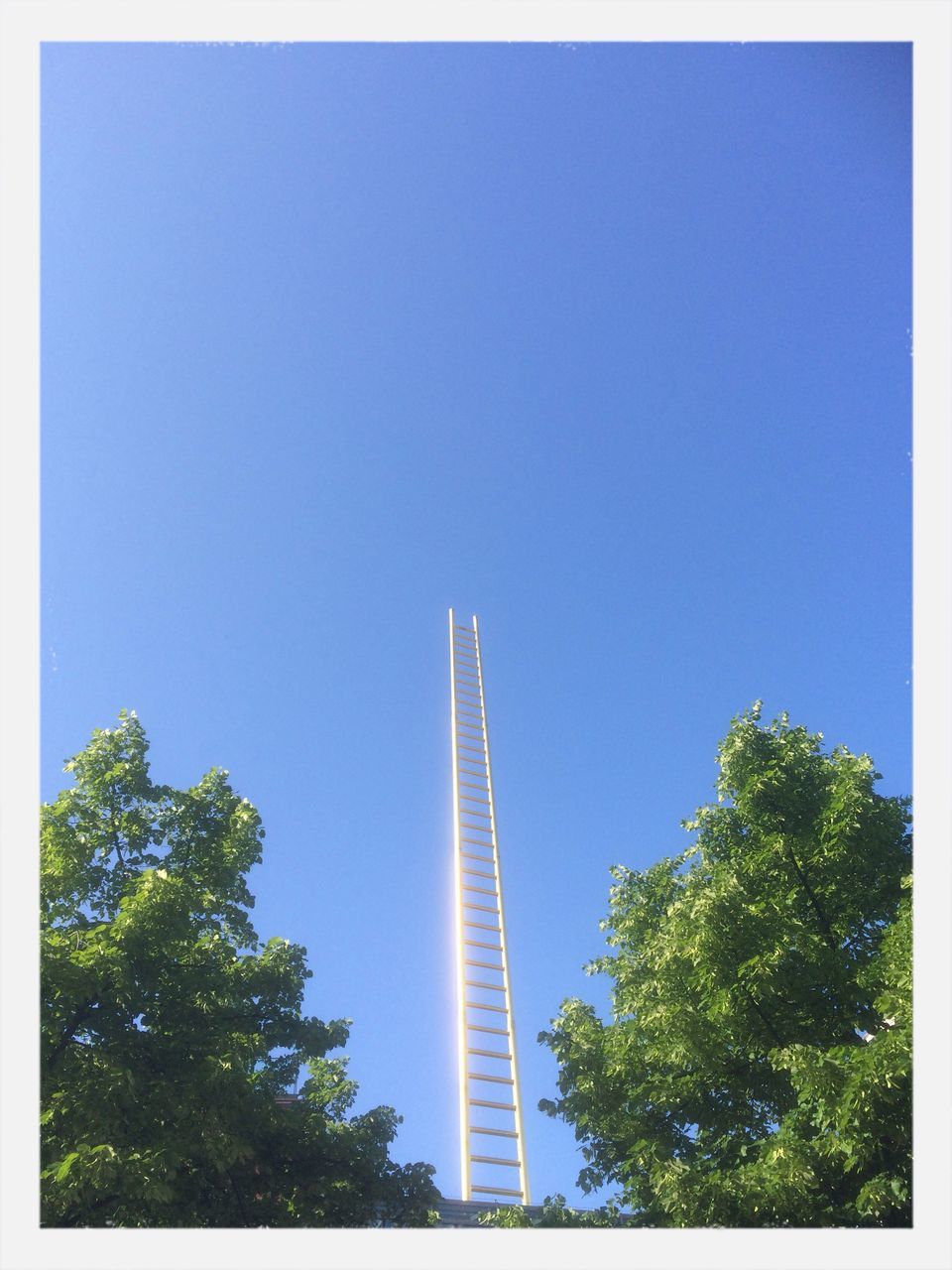 clear sky, low angle view, tree, tall - high, blue, architecture, built structure, copy space, building exterior, tower, skyscraper, transfer print, auto post production filter, tall, growth, modern, city, day, outdoors, office building