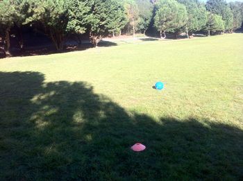 Trees in park